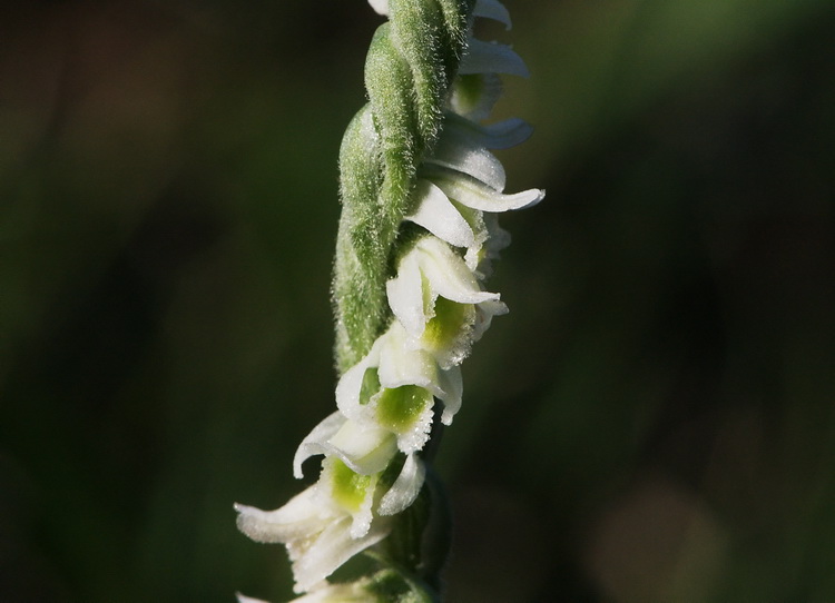 Spiranthes spiralis